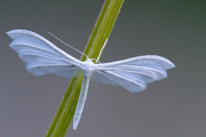 Photo Insectes Ptérophore blanc (Pterophorus pentadactyla)