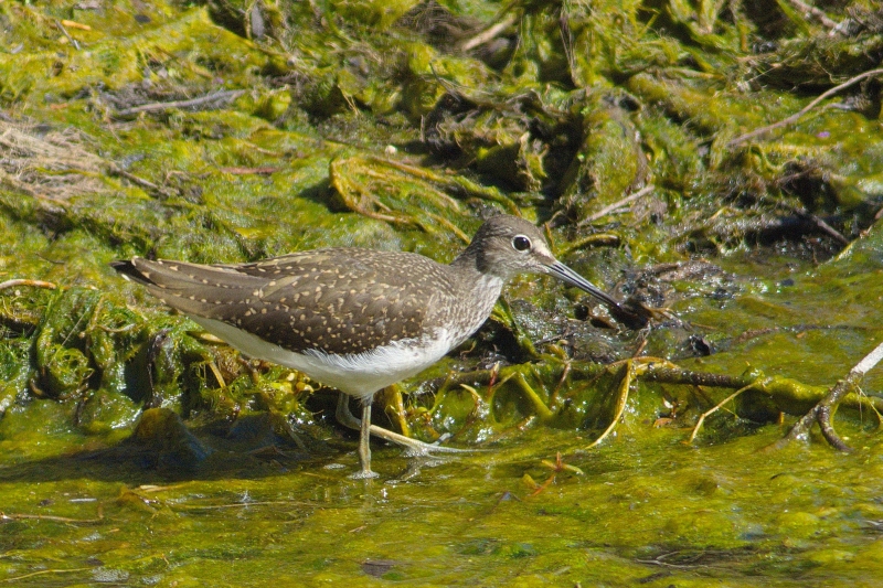 Photo Oiseaux Chevalier culblanc (Tringa ochroprus)