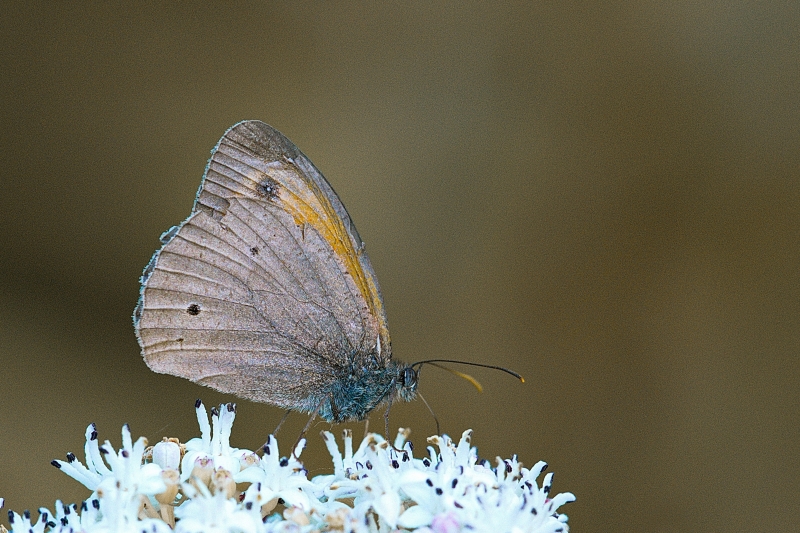 Photo Insectes Amaryllis (Pyronia tithonus)