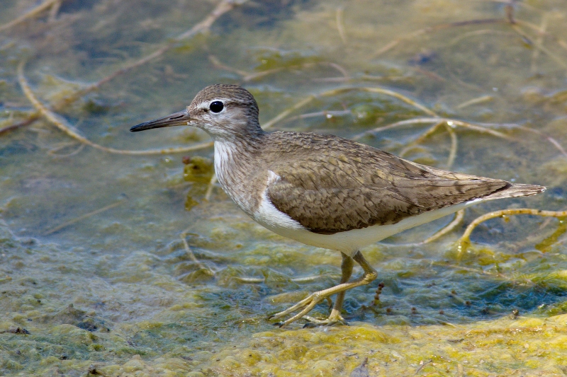 Photo Oiseaux Chevalier guignette (Actitis hypoleucos)