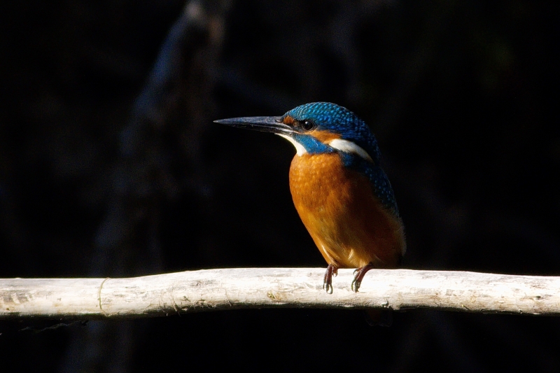 Photo Oiseaux Martin-pêcheur d'Europe (Alcedo atthis)