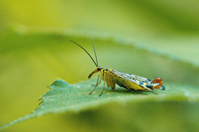 Photo Insectes Mouche scorpion (Panorpa sp.)