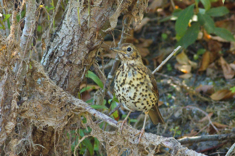 Photo Oiseaux Grive musicienne (Turdus philomelos)