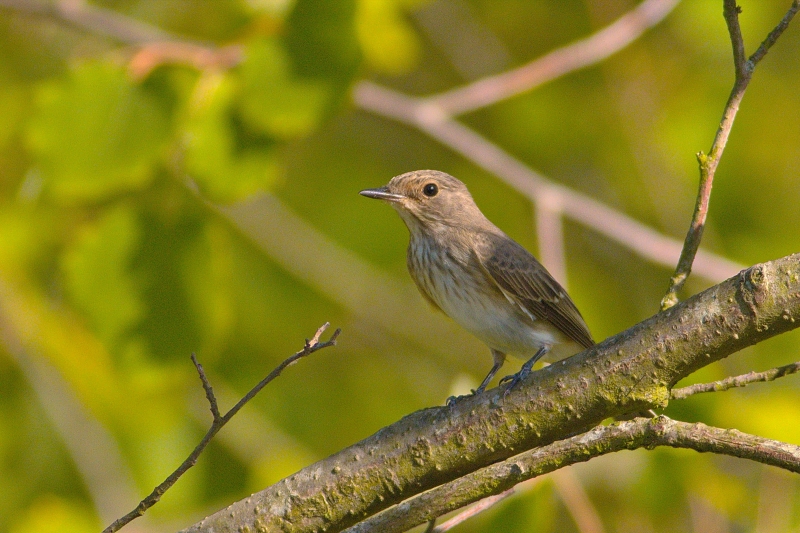Photo Oiseaux Gobemouche gris (Muscicapa striata)