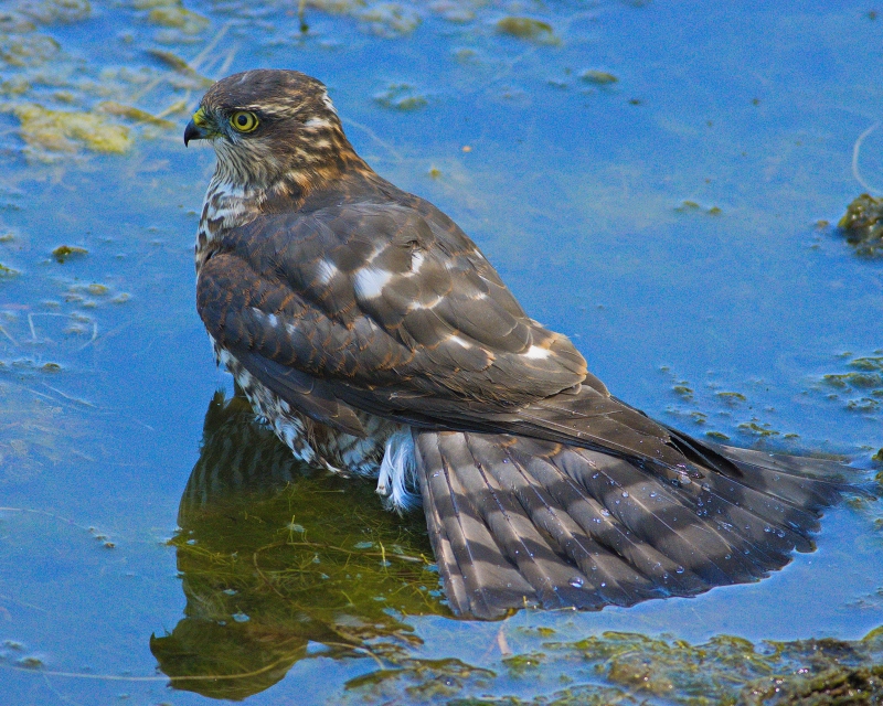Photo Oiseaux Épervier d'Europe (Accipiter nisus)