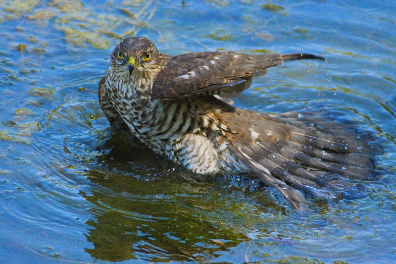 Photo Oiseaux Épervier d'Europe (Accipiter nisus)