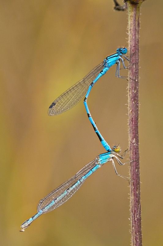 Photo Insectes Agrion porte-coupe (Enallagma cyathigerum)