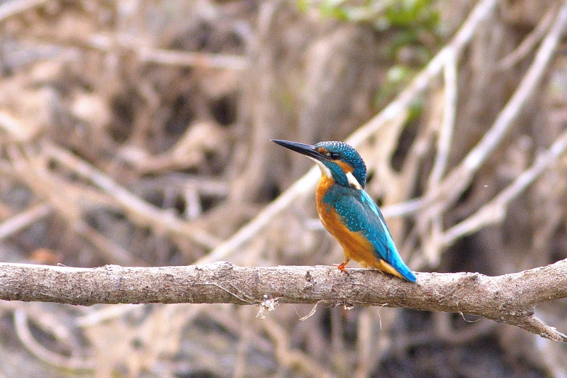 Photo Oiseaux Martin-pêcheur d'Europe (Alcedo atthis)