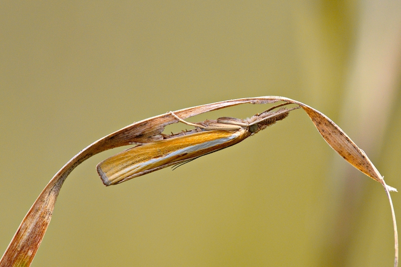 Photo Insectes Crambus des tiges (Agriphila tristella)