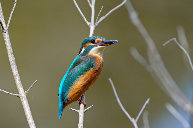 Photo Oiseaux Martin-pêcheur d'Europe (Alcedo atthis)