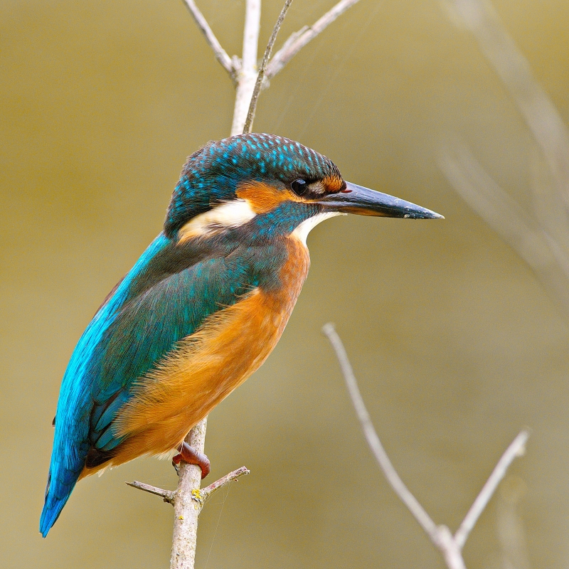Photo Oiseaux Martin-pêcheur d'Europe (Alcedo atthis)