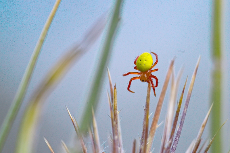 Photo Araignées Epeire concombre (Araniella cucurbitina)