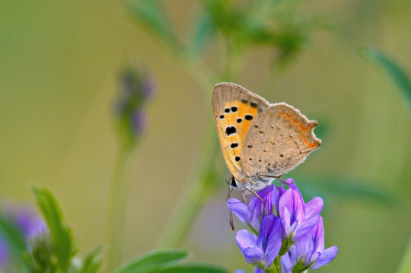 Photo Insectes Cuivré commun (Lycaena phlaeas)