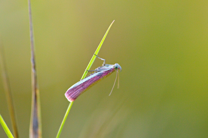 Photo Insectes Phycide incarnat (Oncocera semirubella)