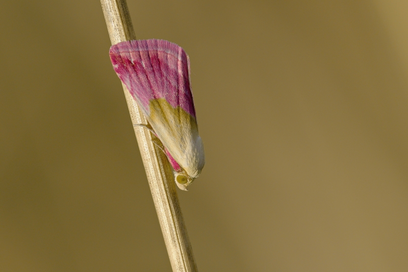 Photo Insectes Noctuelle purpurine (Eublemma purpurina)