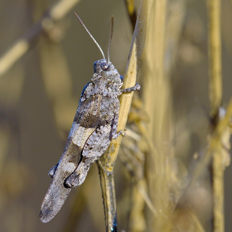 Photo Insectes Criquet (Oedipoda sp.)
