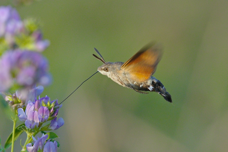 Photo Insectes Moro-sphinx (Macroglossum stellatarum)