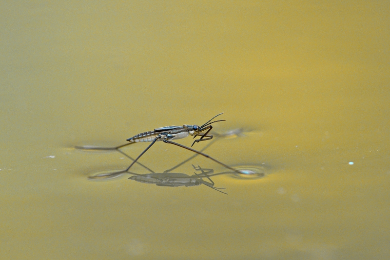 Photo Insectes Araignée d'eau (Gerris lacustris)