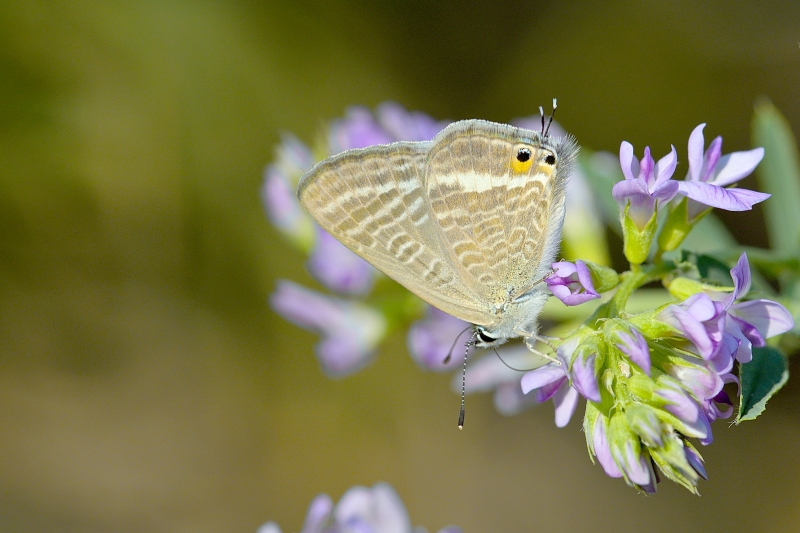 Photo Insectes Azuré porte-qeue (Lampides boeticus)