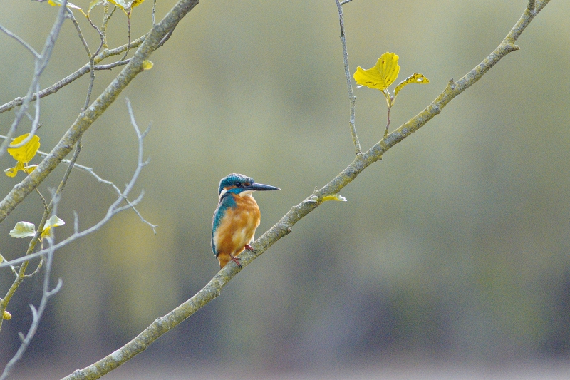 Photo Oiseaux Martin-pêcheur d'Europe (Alcedo atthis)