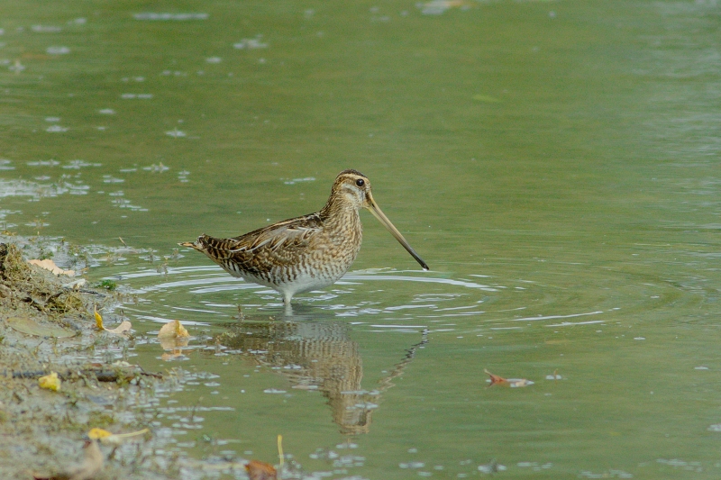 Photo Oiseaux Bécassine des marais (Gallinago gallinago)