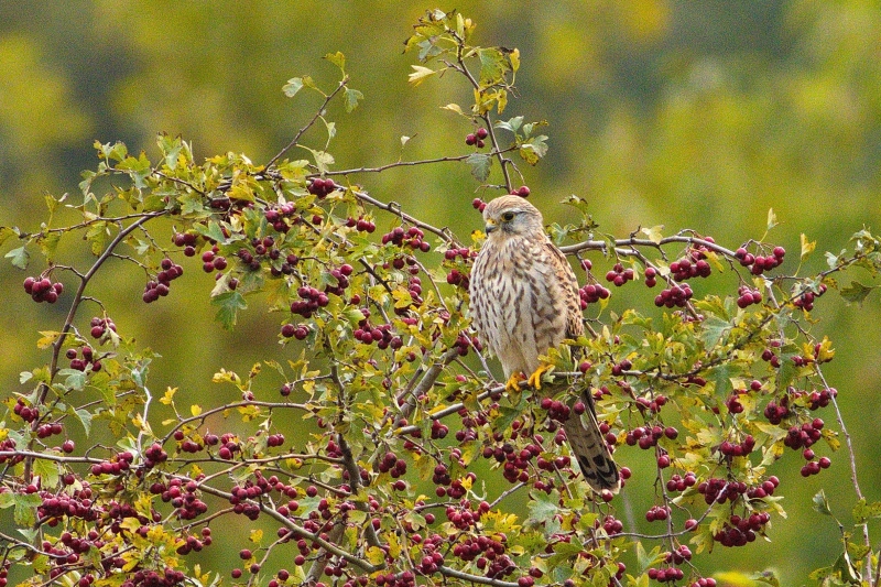 Photo Oiseaux Faucon crécerelle (Falco tinnunculus)