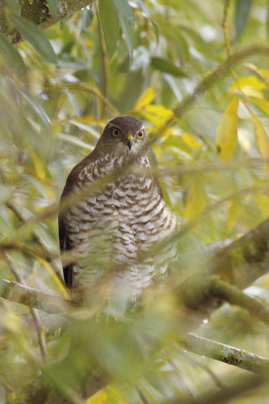 Photo Oiseaux Épervier d'Europe (Accipiter nisus)