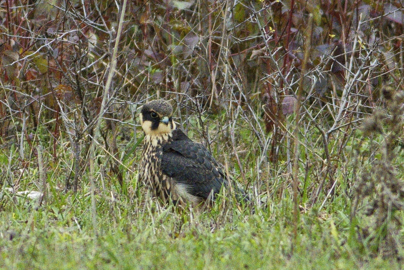Photo Oiseaux Faucon hobereau (Falco subbuteo)