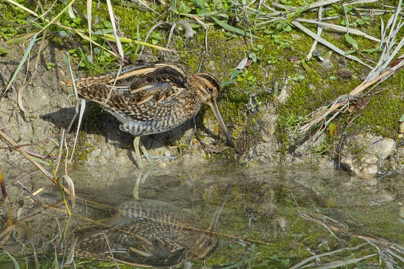 Photo Oiseaux Bécassine des marais (Gallinago gallinago)