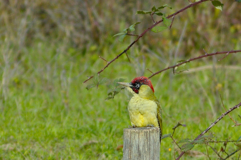 Photo Oiseaux Pic vert (Picus viridis)