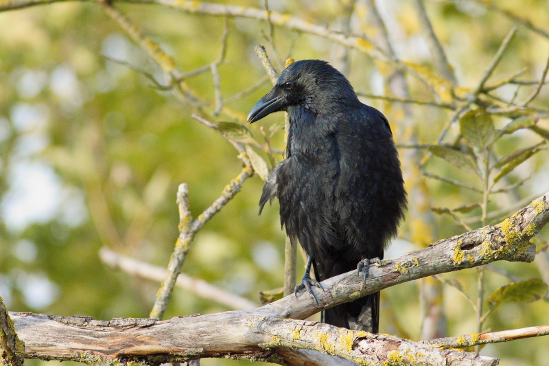 Photo Oiseaux Corneille noire (Corvus corone)