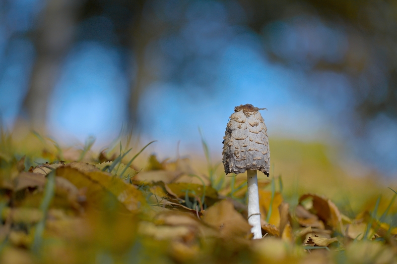 Photo Autres Coprin chevelu (Coprinus comatus)