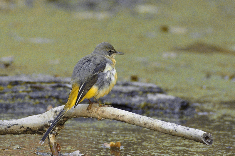 Photo Oiseaux Bergeronnette des ruisseaux (Motacilla cinerea)