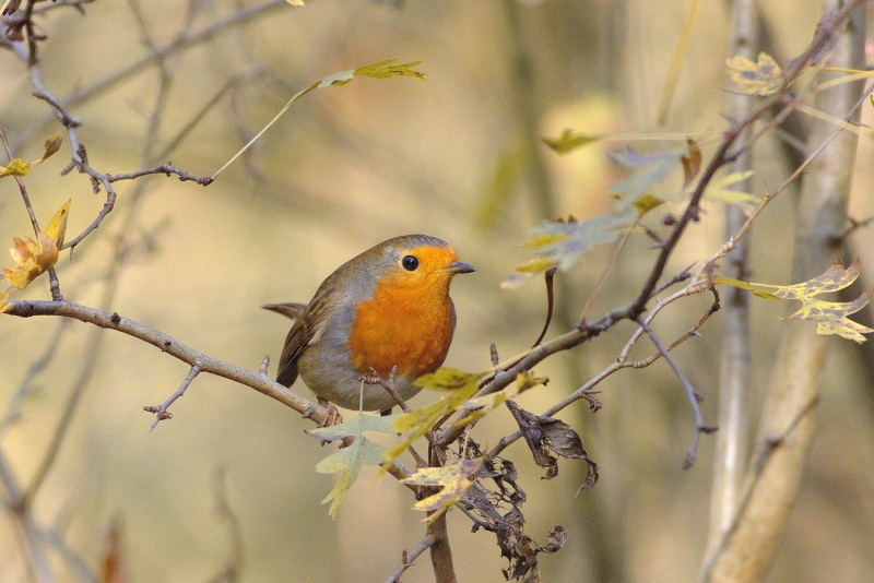 Photo Oiseaux Rouge-gorge (Erithacus rubecula)