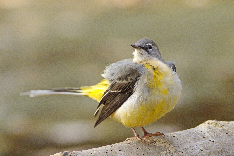 Photo Oiseaux Bergeronnette des ruisseaux (Motacilla cinerea)