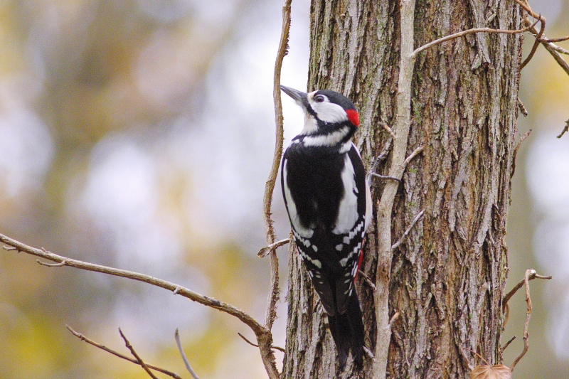 Photo Oiseaux Pic épeiche (Dendrocopos major)