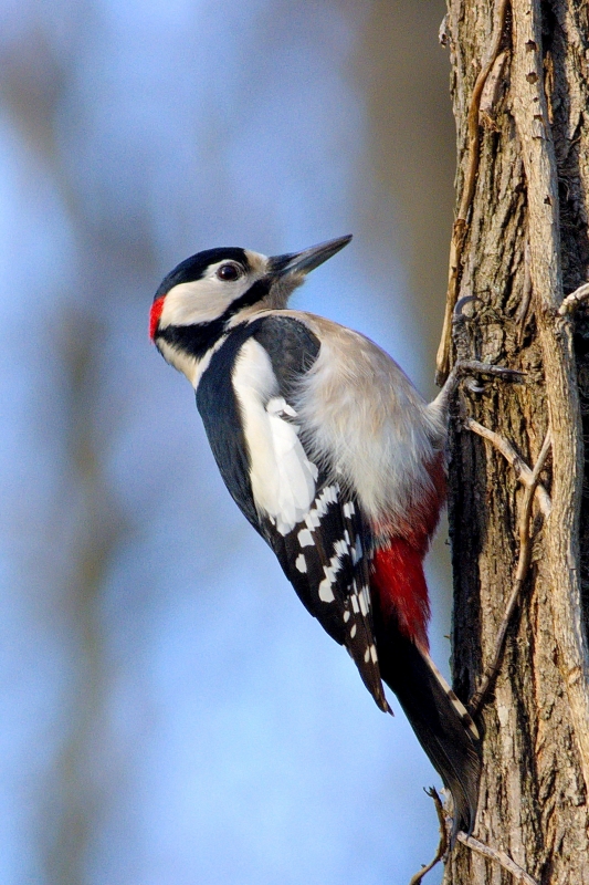 Photo Oiseaux Pic épeiche (Dendrocopos major)