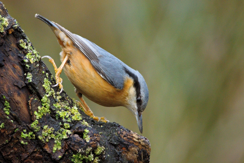 Photo Oiseaux Sittelle torchepot (Sitta europaea)