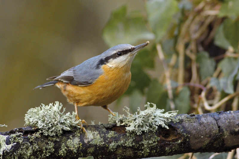 Photo Oiseaux Sittelle torchepot (Sitta europaea)