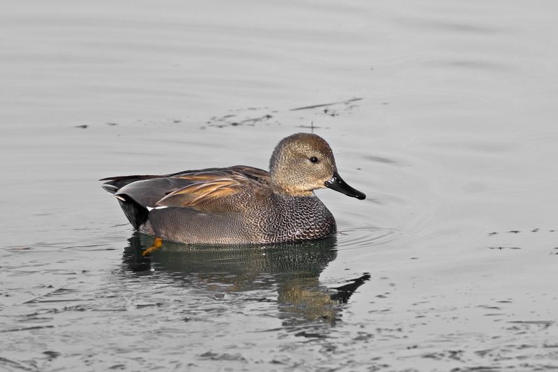 Photo Oiseaux Canard chipeau (Mareca strepera)