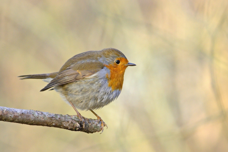 Photo Oiseaux Rouge-gorge familier (Erithacus rubecula)