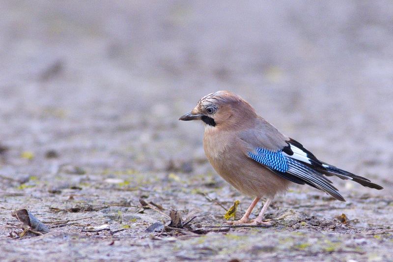 Photo Oiseaux Geai des chènes (Garrulus glandarius)
