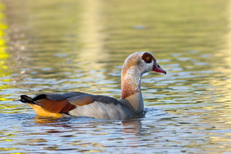 Photo Oiseaux Ouette d'Egypte (Alopochen aegyptiaca)