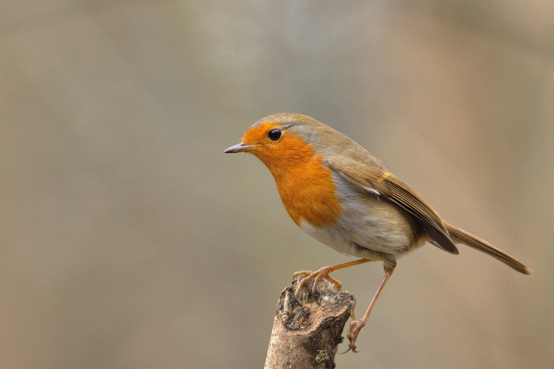Photo Oiseaux Rouge-gorge familier (Erithacus rubecula)