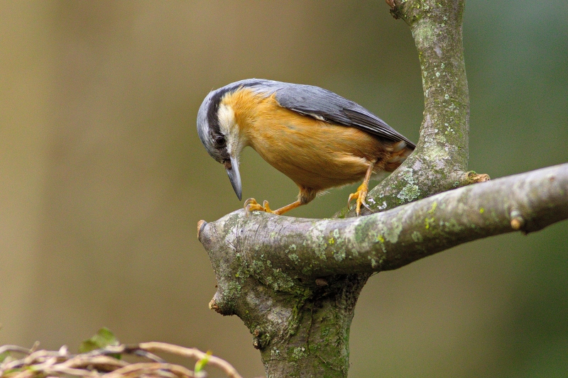 Photo Oiseaux Sittelle torchepot (Sitta europaea)