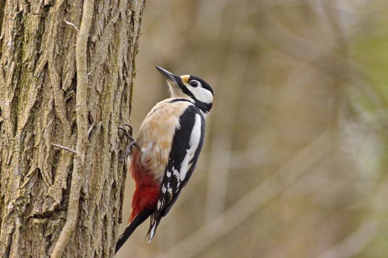 Photo Oiseaux Pic épeiche (Dendrocopos major)