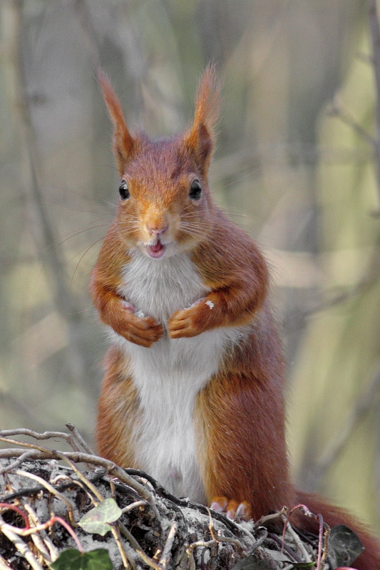 Photo Mammifères Ecureuil roux (Sciurus vulgaris)