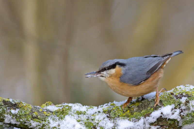 Photo Oiseaux Sittelle torchepot (Sitta europaea)