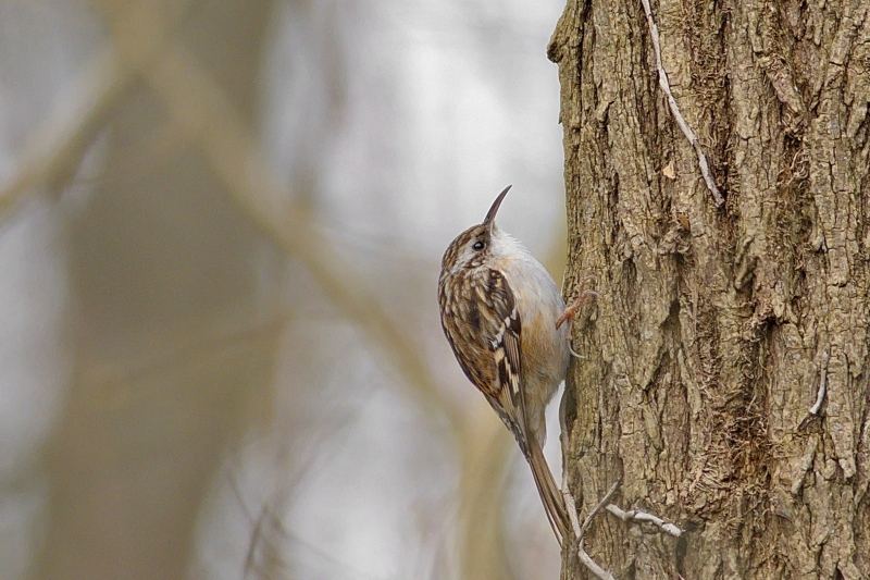 Photo Oiseaux Grimpereau des jardins (Certhia brachydactyla)