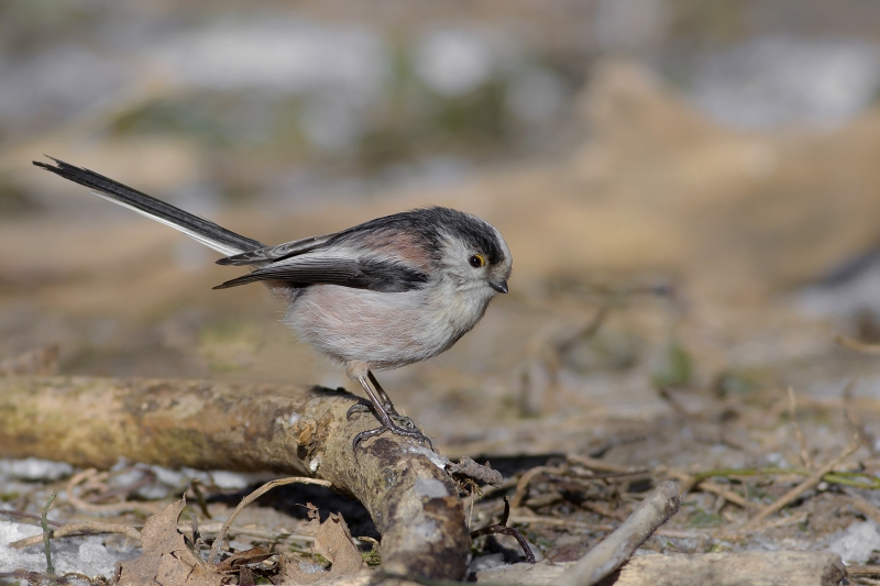 Photo Oiseaux Mésange à longue queue (Aegithalos caudatus)